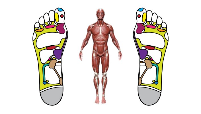 Mapa base de Reflexologia Podal